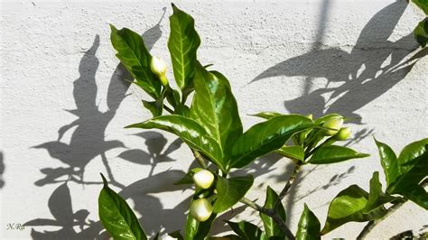 Lepidoptera Life cycle: Life cycle images of Oleander Hawk moth