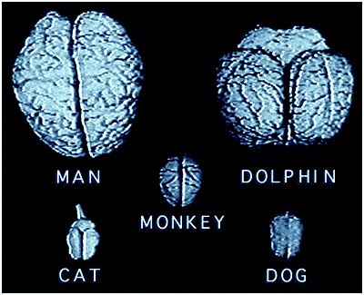 Are dolphins that smart? Scientist plays down dolphin 'genius' myth