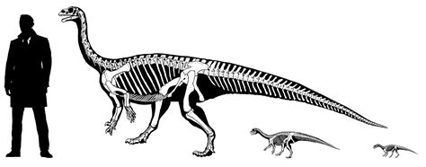 GEOL 104 Sauropodomorpha: Size Matters!