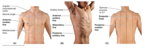 Thoracic Cavity Flashcards | Quizlet