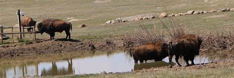 Wildlife cameras - Grasslands National Park