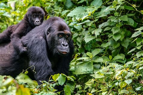 Virunga National Park - Achieve Global Safaris - Tour Congo