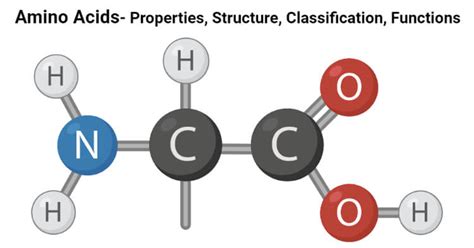 Amino Acids Classification