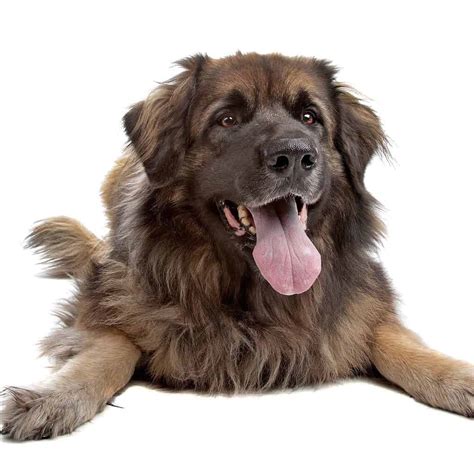 Leonberger: Gentle giant enjoys spending time with people