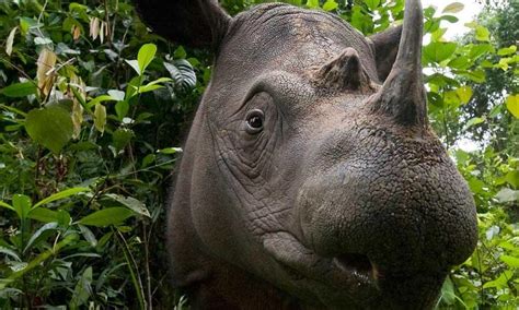 Sumatran Rhino | Species | WWF