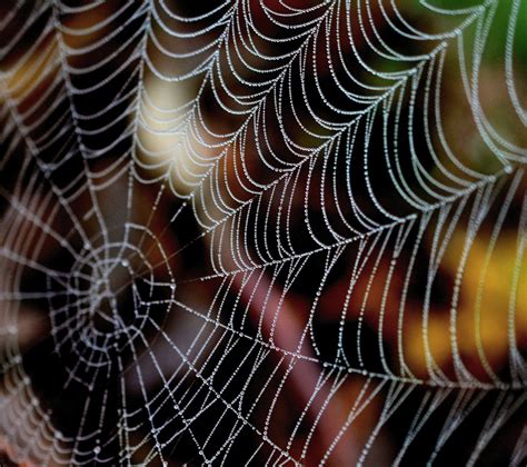 spider silk Archives - Science in the News