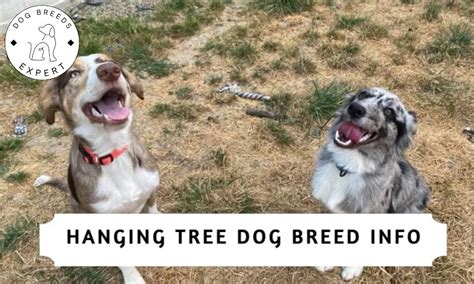 Hanging Tree Dog Breed Info: The Most Versatile Dog Breed