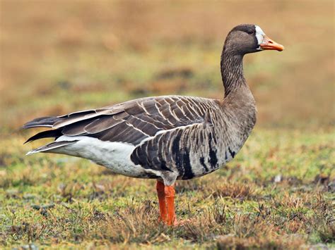 Greater White-fronted Goose - eBird