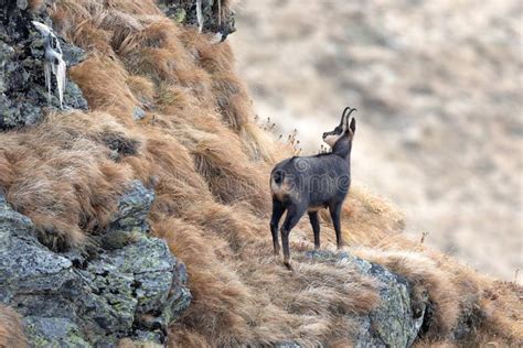 Chamois Goat Rupicapra Rupicapra Climbing in Natural Habitat Stock ...