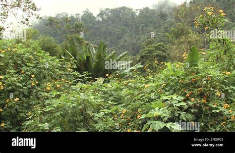 Ecuador rainforest flowers Stock Videos & Footage - HD and 4K Video ...