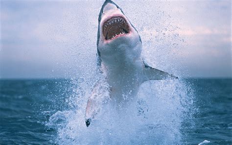 cool Big Shark Image For Free | White sharks, Great white shark diving, Shark photos