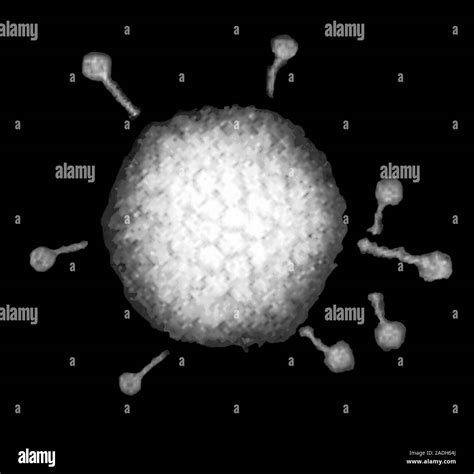 Adenovirus, transmission electron micrograph (TEM). Many adenoviruses ...