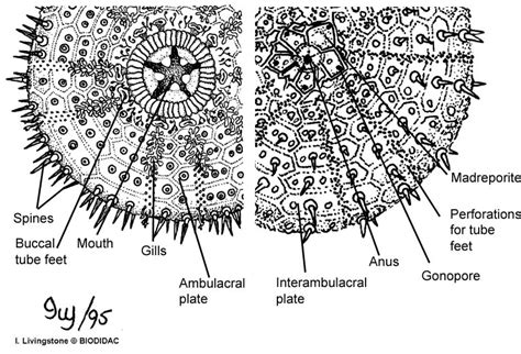 [DIAGRAM] Sea Urchin Anatomy Diagram - MYDIAGRAM.ONLINE