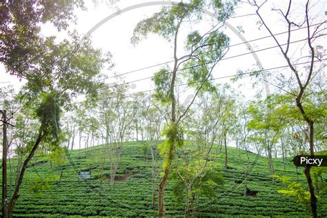 Image of Green tea garden of Assam grown in lowland and Brahmaputra ...