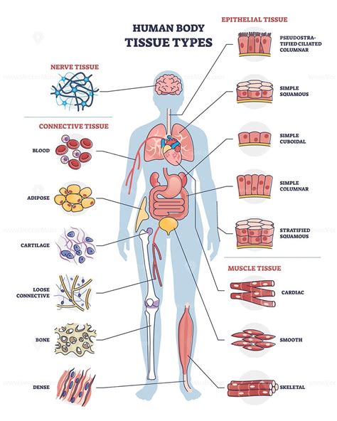 Human body tissue types with nerve, connective, muscle and epithelial outline diagram. Labeled ...