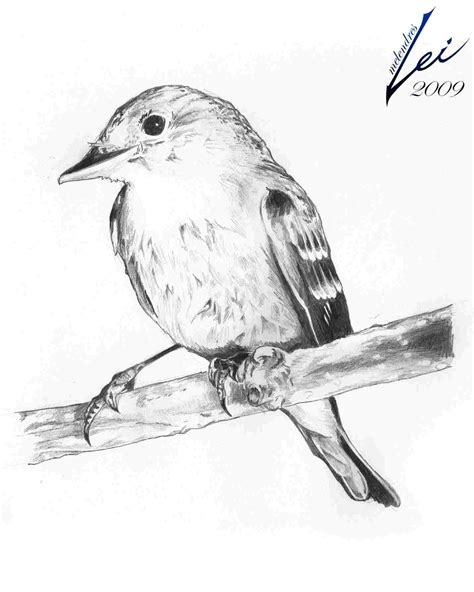 Bird Sketch Easy at PaintingValley.com | Explore collection of Bird Sketch Easy