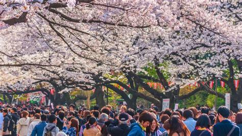 Ueno Park Cherry Blossoms: Create a Sea of Pink