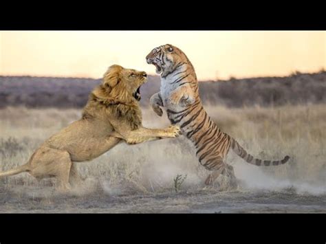 Lion Vs Tiger Fight