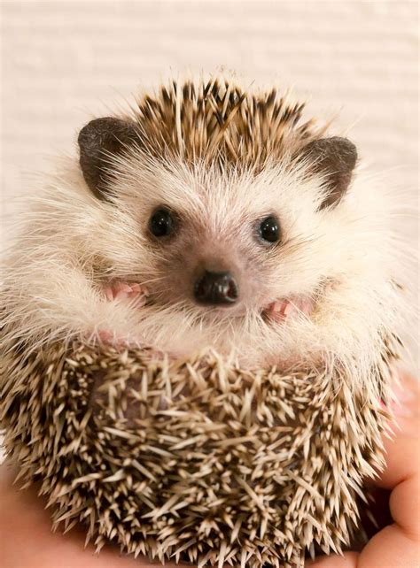 Hedgehog Names - 200 Amazing Ideas For Naming Your Prickly Pal