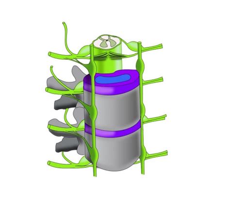 Solved Label the following: Dorsal rootventral rootdorsal | Chegg.com