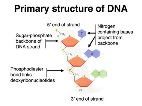 What Is the Backbone of Dna Made Out of