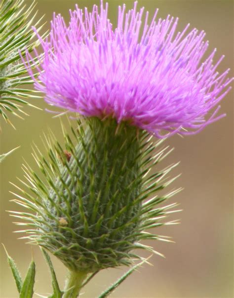 The Scottish Thistle is the oldest recorded 'National Flower' and is ...