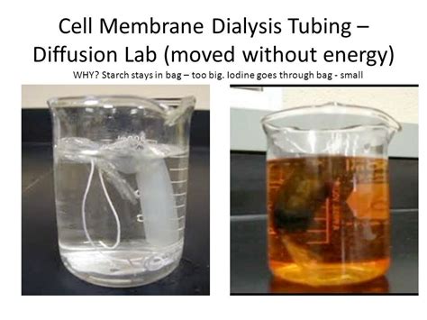 NYS Lab: Diffusion Through A Membrane Diagram | Quizlet