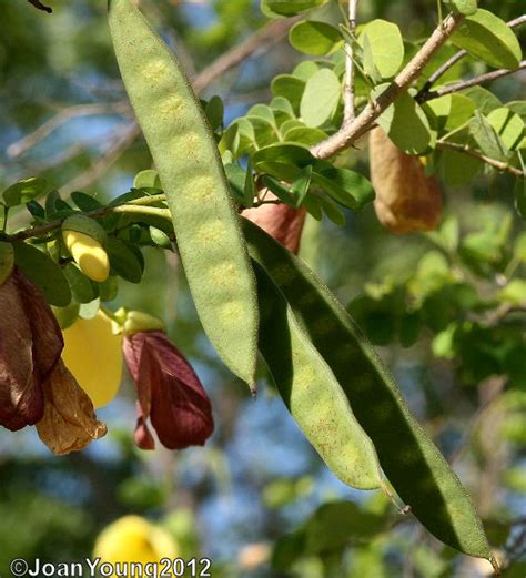 South African Photographs: Yellow Bauhinia Tree (Bauhinia tomentosa)