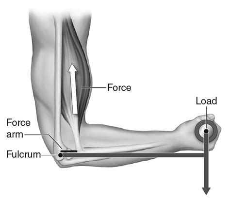 Third Class Lever Examples In Human Body at Marc Woodard blog