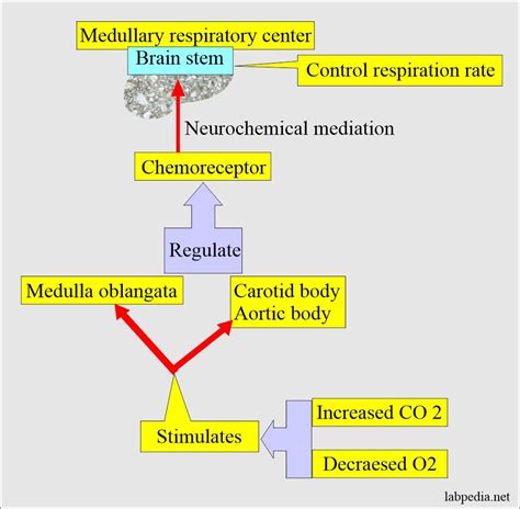 Acid-Base Balance:- Part 4 - Arterial Blood gases (Blood Gases), Acid ...