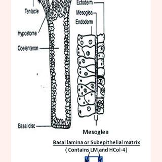 Anatomy Of Hydra - Anatomy Reading Source