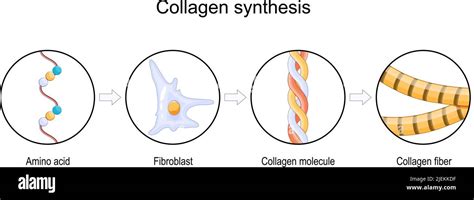 Proceso de síntesis de colágeno. De aminoácidos a fibras y moléculas de ...