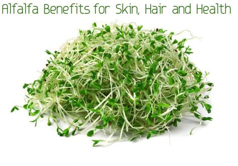 Alfalfa Benefits and Uses for Skin, Hair and Health - Stylish Walks