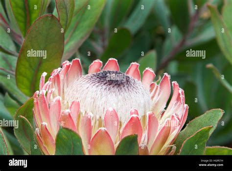 South African Flowers Pictures And Names : A Blooming Pink Protea Stock Photo Image Of Flowering ...