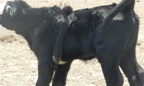 Farmer shares photo of her 'miracle drought cow' born with a deformed ...