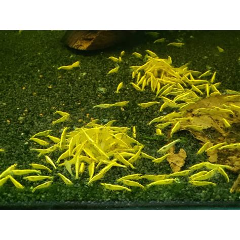 Golden Back Yellow Sakura Shrimp (Neocaridina davidi) - Pro Shrimp UK