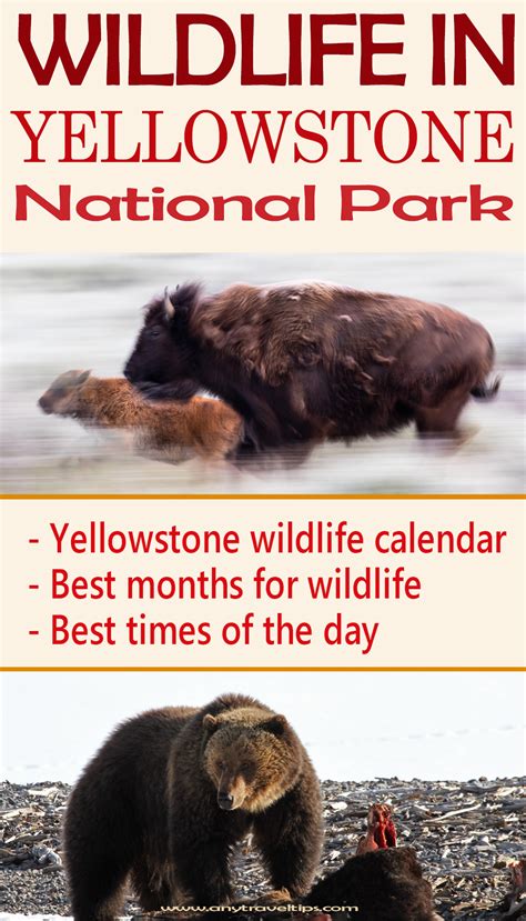 Yellowstone must know wildlife tips – Artofit