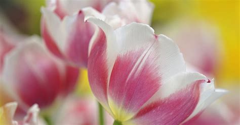 Cute Flowers Iris, Tulip, Lily Wallpapers || Desktop Background Flowers ...