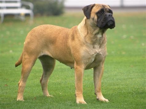 Bullmastiff Breed Guide - Learn about the Bullmastiff.