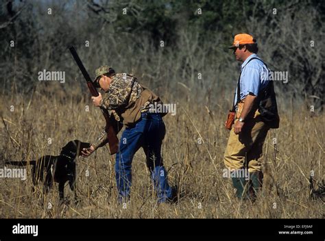 A hunter takes a bobwhite from his dog while quail hunting South Texas Stock Photo - Alamy