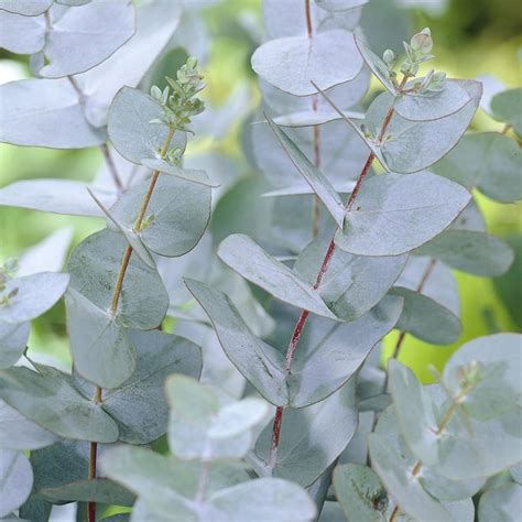 Buy cider gum Eucalyptus gunnii: Delivery by Waitrose Garden