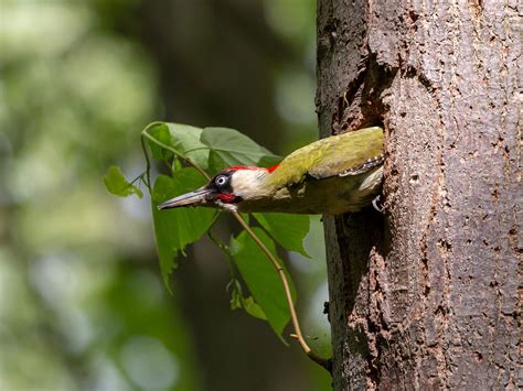 European Green Woodpecker Bird Facts (Picus viridis) | Bird Fact