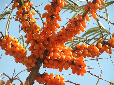 Sea Buckthorn Tree's, Seabuckthorn Plants & Shrubs