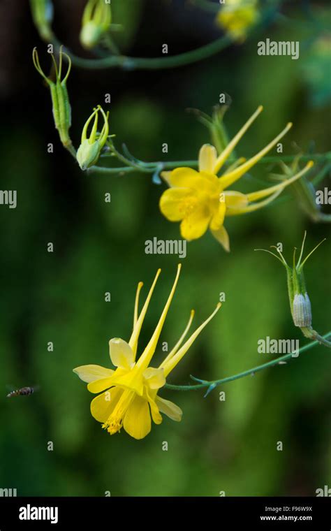 Aquilegia flavescens, Yellow Columbine, Colorado River, Grand Canyon, Arizona, United States ...