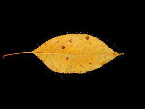 Gold Leaf (1) Free Stock Photo - Public Domain Pictures