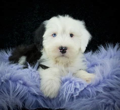 Old English Sheepdog - A-Z Animals