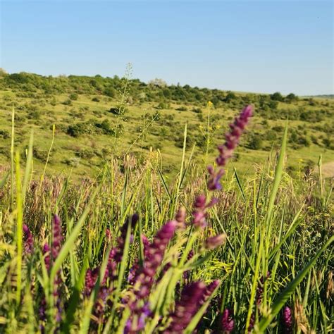 Premium Photo | A field of grass and flowers