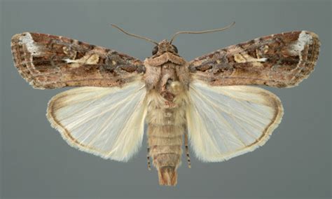 fall armyworm, Spodoptera frugiperda (J.E. Smith)