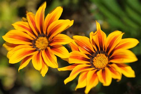 Gazanias (Treasure Flower): Plant Care & Growing Guide