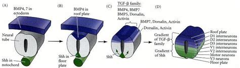 embryology - What is the difference between the neural tube and the dorsal ventral cord ...